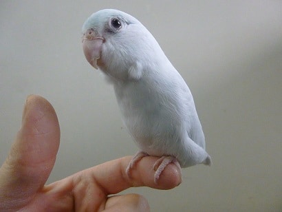 手乗りマメルリハ　アメリカンホワイト　女の子　ヒナ餌卒業済み