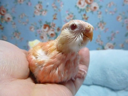手乗りアキクサインコ　ヒナ　ルビノー