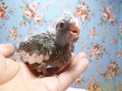 手乗りオカメインコ　ホワイトフェイス　ヒナ