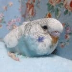 手乗りジャンボセキセイインコ　スパングル　ヒナ　２月２１日