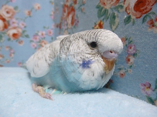 手乗りジャンボセキセイインコ　スパングル　ヒナ　２月２１日