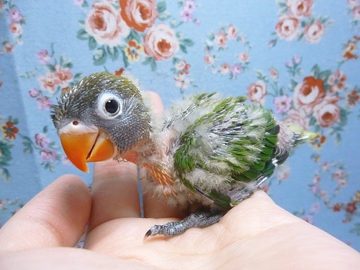 手乗りキエリボタンインコ　ヒナ　３月７日