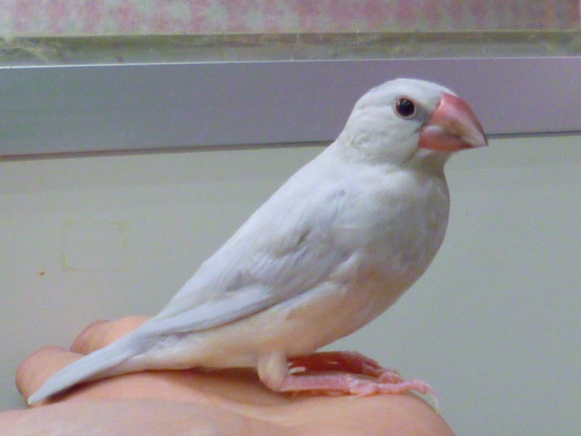 手乗りシルバー文鳥　　２０１９年３月３０日撮影