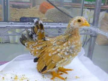 ショウジョウチャボ　２０１９年１月生まれ　　　　２０１９年３月１８日撮影