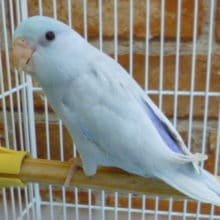 マメルリハ　アメリカンホワイト　男の子　２０１９年３月２９日撮影