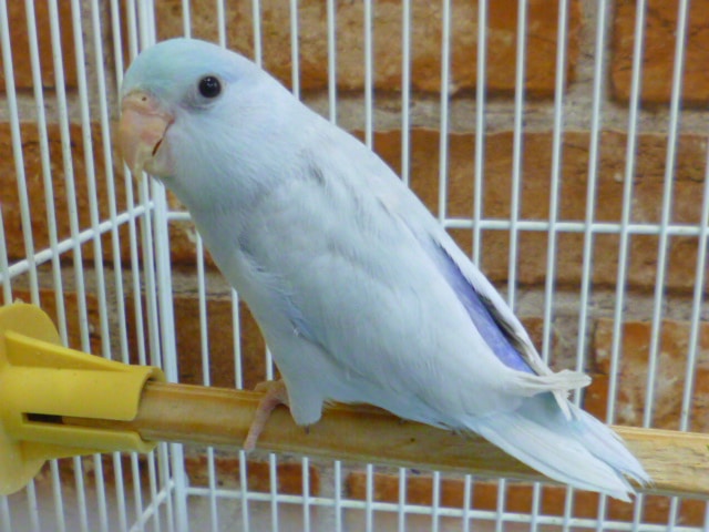 マメルリハ　アメリカンホワイト　男の子　２０１９年３月２９日撮影