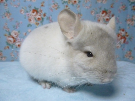 チンチラ　ホワイト　男の子　３月７日