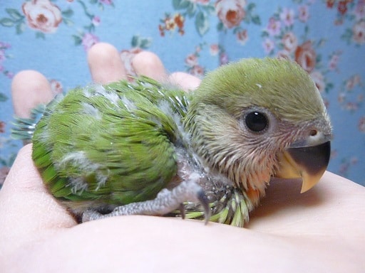手乗りコザクラインコ　ノーマル　ヒナ　３月１６日