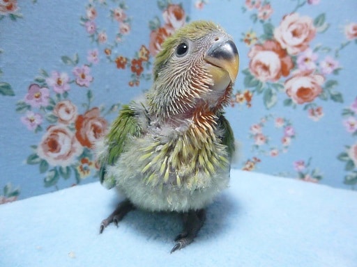手乗りコザクラインコ　ノーマル　ヒナ　３月２３日