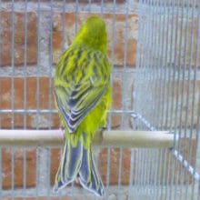 グリーンカナリア　男の子　　２０１９年４月５日撮影