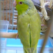 マメルリハ　シナモンイエローファロー　女の子　２０１９年４月１８日撮影