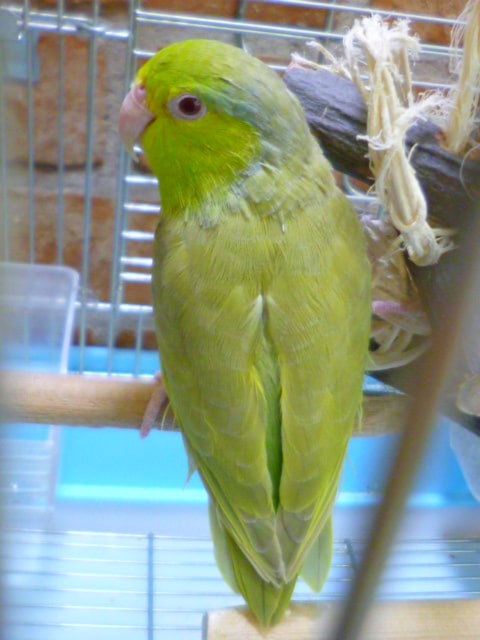 マメルリハ　シナモンイエローファロー　女の子　２０１９年４月１８日撮影