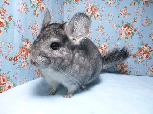 チンチラ　ノーマルグレー　女の子　４月２８日