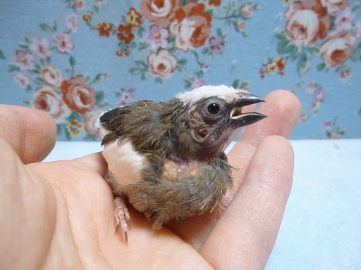 手乗りジュウシマツ　ヒナ　４月６日