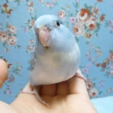 手乗りマメルリハ　ダイリュートコバルトパイド　女の子　ヒナ　４月１４日