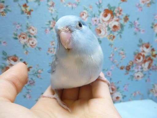 手乗りマメルリハ　ダイリュートコバルトパイド　女の子　ヒナ　４月１４日