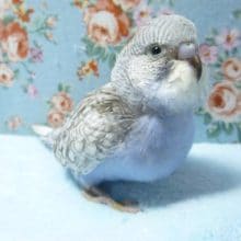 手乗りセキセイインコ　バイオレット　４月８日