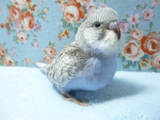 手乗りセキセイインコ　バイオレット　４月８日