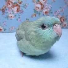 手乗りサザナミインコ　色変わり　スパングル　ヒナ　４月２９日