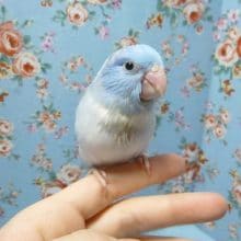 手乗りマメルリハ　ダイリュートコバルトパイド　男の子　ヒナ　４月１４日