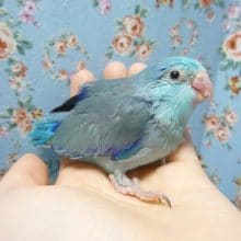 手乗りマメルリハ　ブルー　男の子　ヒナ　４月１１日