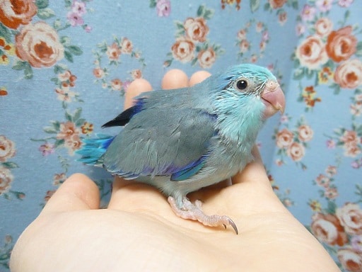 手乗りマメルリハ　ブルー　男の子　ヒナ　４月１１日