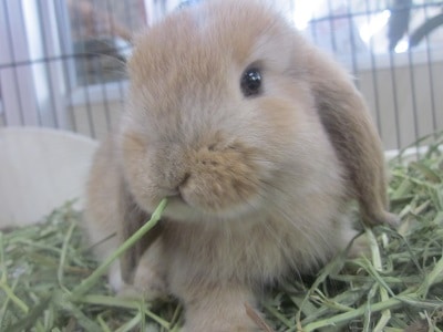 ホーランドロップイヤーラビット　オレンジの男の子