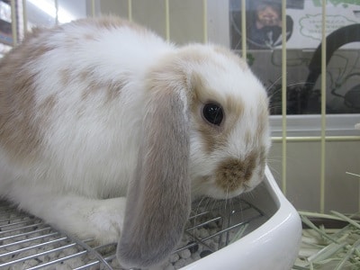 ロップイヤーラビット　オレンジブロークンの男の子