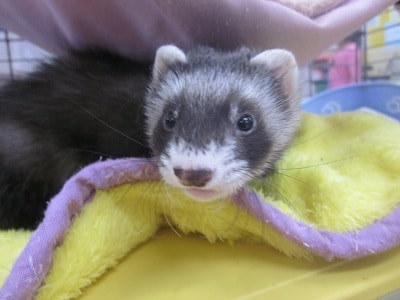 マーシャルフェレット　セーブルの男の子