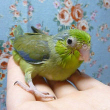 マメルリハ　ダークグリーン　男の子　２０１９年４月１８日撮影