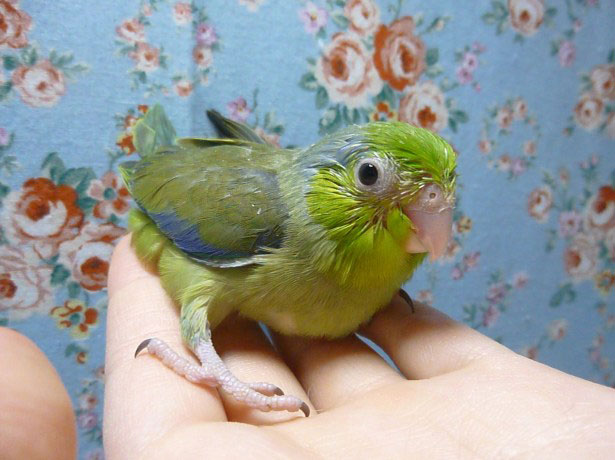 マメルリハ　ダークグリーン　男の子　２０１９年４月１８日撮影