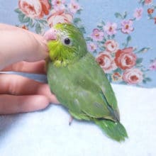 マメルリハ　ダークグリーン　女の子　２０１９年４月１８日撮影