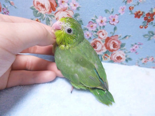 マメルリハ　ダークグリーン　女の子　２０１９年４月１８日撮影