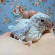 マメルリハ　男の子　２０１９年４月１８日撮影