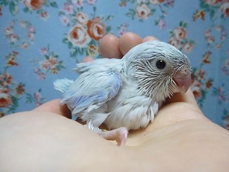 マメルリハ　男の子　２０１９年４月１８日撮影