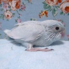 マメルリハ　アメリカンホワイト　女の子　２０１９年４月１８日撮影