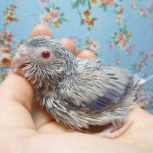 マメルリハ　コバルトファロー　男の子　２０１９年４月１９日撮影