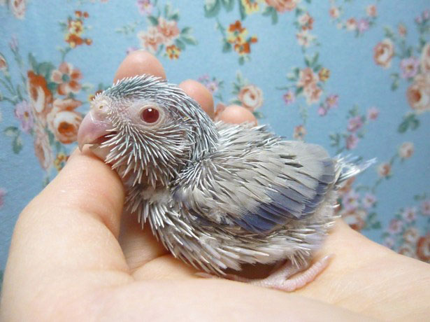 マメルリハ　コバルトファロー　男の子　２０１９年４月１９日撮影