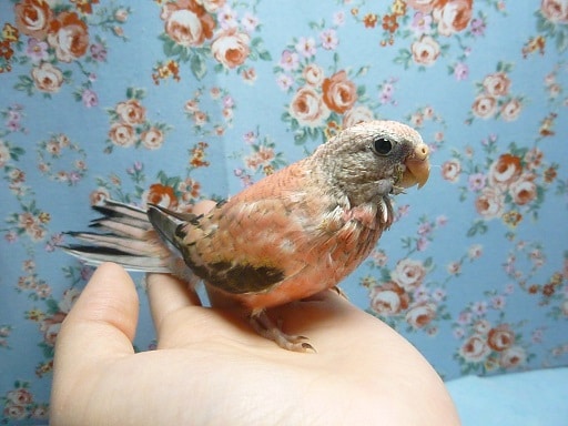 綺麗な色合いのローズアキクサインコのヒナちゃん