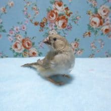 手乗りキンカチョウ　シナモン　ヒナ　５月２８日