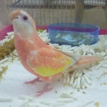アキクサインコ　ルビノー　女の子　２０１９年５月１日撮影