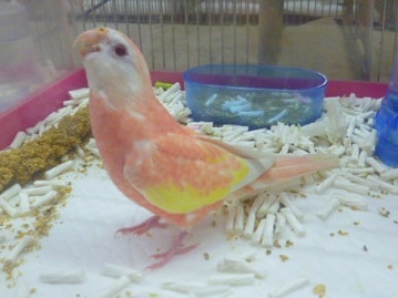 アキクサインコ　ルビノー　女の子　２０１９年５月１日撮影