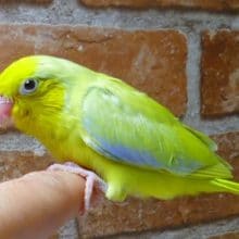 マメルリハ　アメリカンイエロー　男の子　２０１９年５月４日撮影