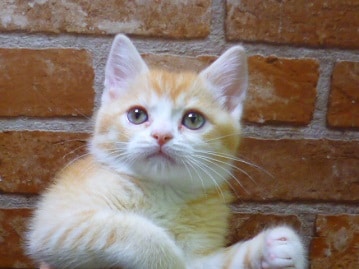 マンチカン　男の子　２０１９年５月１５日撮影