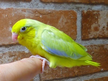 マメルリハ　アメリカンイエロー　男の子　２０１９年５月４日撮影