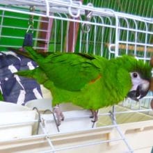 コミドリコンゴウインコ　２０１９年５月２４日撮影