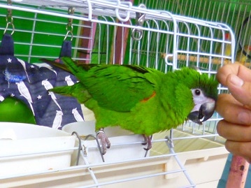 コミドリコンゴウインコ　２０１９年５月２４日撮影