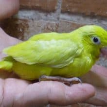 マメルリハ　アメリカンイエロー　女の子　２０１９年５月７日撮影