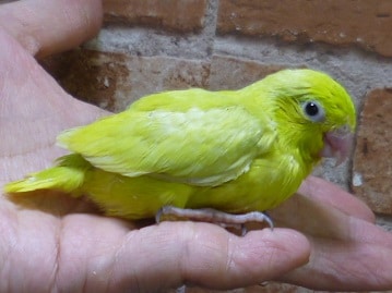 マメルリハ　アメリカンイエロー　女の子　２０１９年５月７日撮影