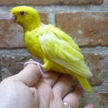 サザナミインコ（ルチノー）とっても甘えん坊な子です！